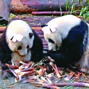 帥氣熊貓和葉竟是妹妹 網震驚